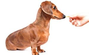 Tricks to Teach Your Dachshund Puppy