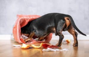 training a dachshund puppy